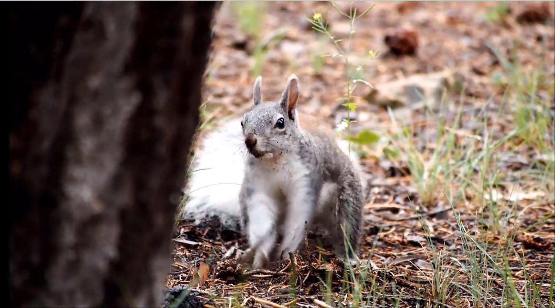 Feeling Squirrely